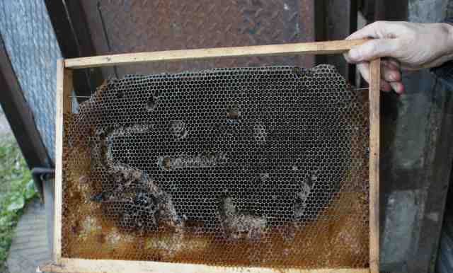 Рамка для пчёл(сота)